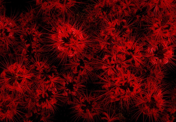 [相片1]我在兵库县朝来市的殖民地红蜘蛛百合花的照片并不多，但是当我从正上方看它时，它看起来像烟花，所以我拍了一张照片。