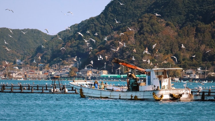 [相片1]摄于和歌山县串本町渡岛大岛。 海鸥和蜻蜓来喂养养鱼场的溢出物，它们不费吹灰之力就吃饱了。