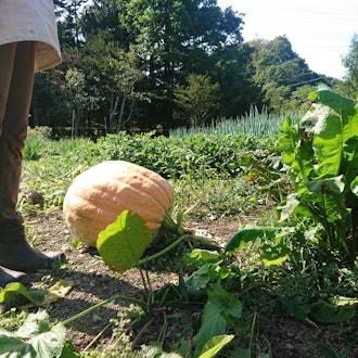 [Image1][Giant pumpkin appears!? ] 】From West Okoppe City AreaBeyond the Seto Ushi PassA giant pumpkin was g