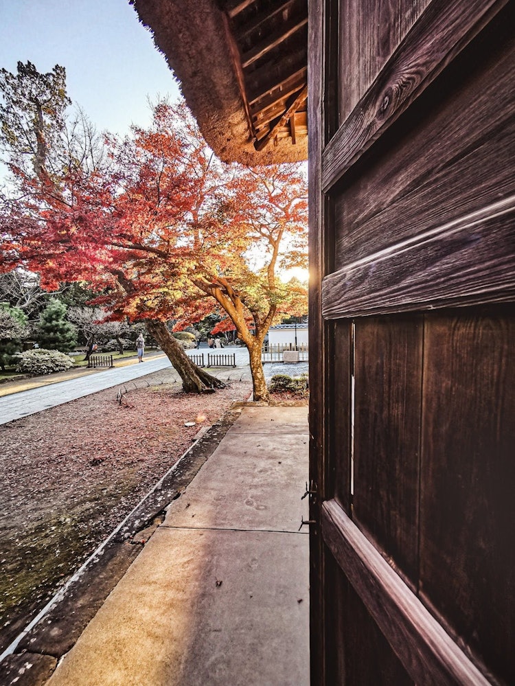 [相片1]北镰仓圆岳寺秋天的树叶被夕阳照亮，照在门的另一边。