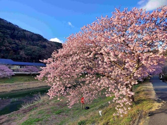 [Image2]The 26th Minami Cherry Blossom and Rape Blossom Festival2/11 (Sun) Flowering information and parking