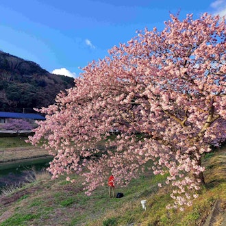 [Image2]The 26th Minami Cherry Blossom and Rape Blossom Festival2/11 (Sun) Flowering information and parking