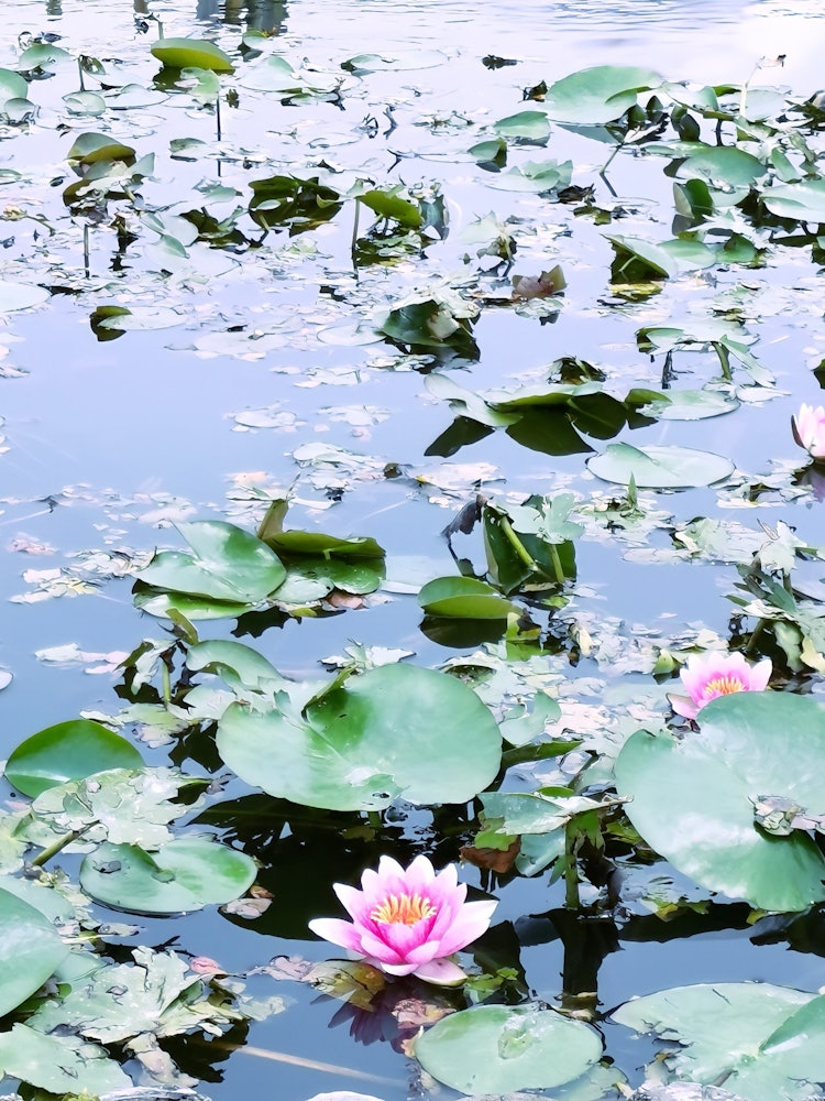 [Image1]Lotus Flower ✨