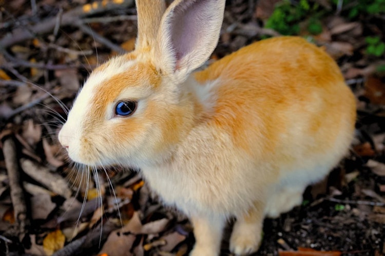 [相片1]说到我们想在2023年推荐的日本观光景点它是广岛县竹原市的“奥之岛”又名“兔子岛”！曾经有毒气工人，所以也是一座有着悲惨历史的岛屿，目前，它被指定为国家公园，以拥有约500~600只兔子而闻名。您可以