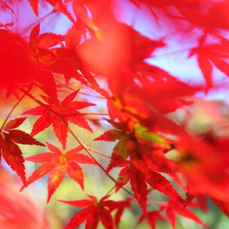 [画像1]去年の秋に地元で撮影した紅葉です。静かなお寺で秋を感じました。
