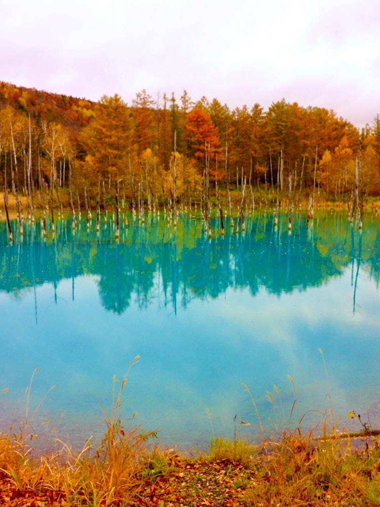 [Image1]It is a blue pond in Biei, Hokkaido, where the autumn leaves are beautiful.The reason why it is blue