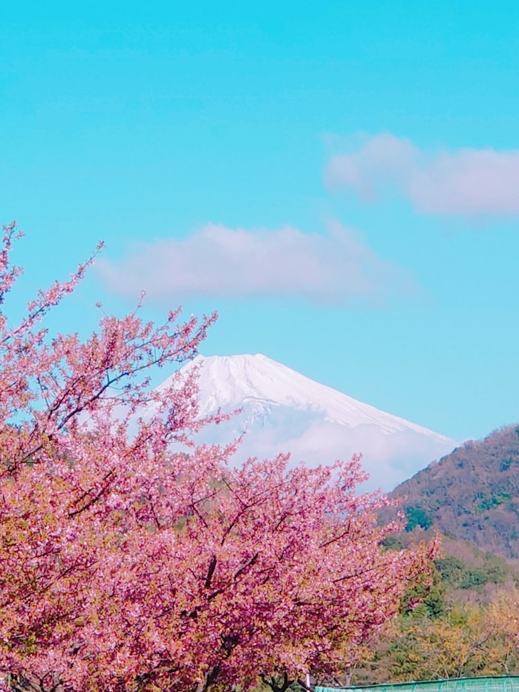 [이미지1]이즈 나가오카♡와 가와즈 벚꽃과 후지산의 콜라보레이션