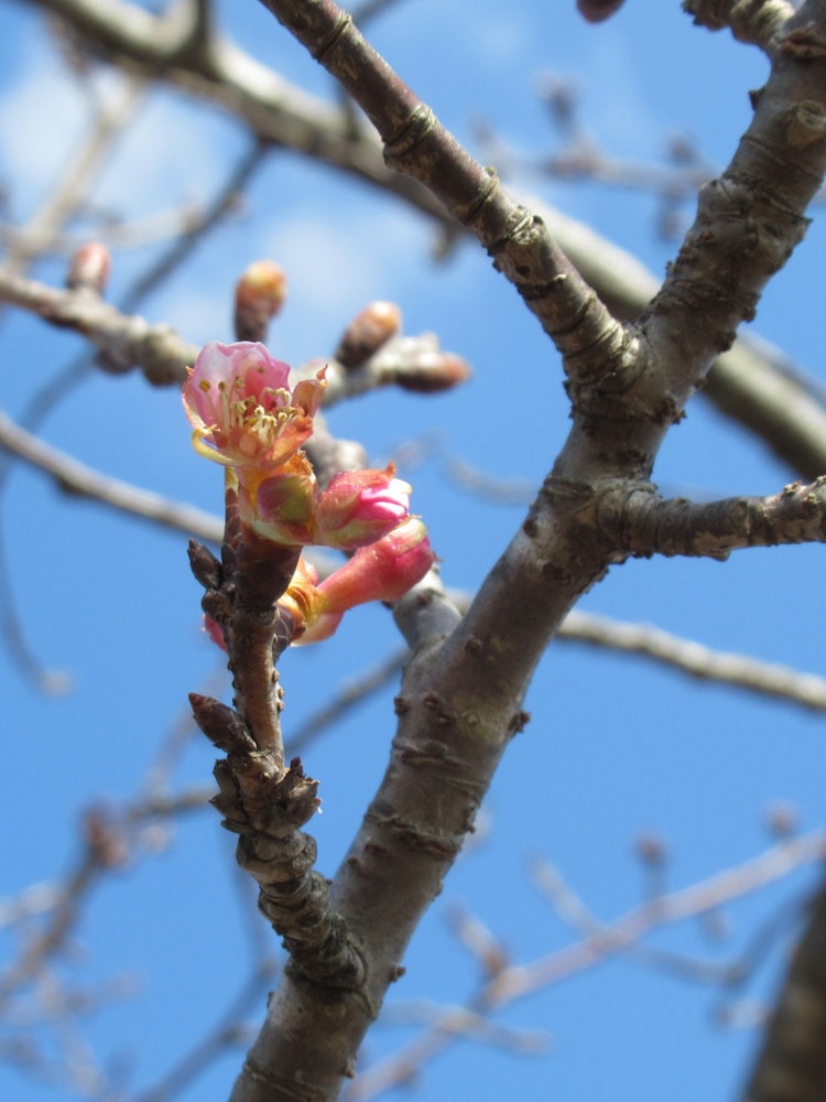 [Image1]Kawazu cherry blossoms have blossomed