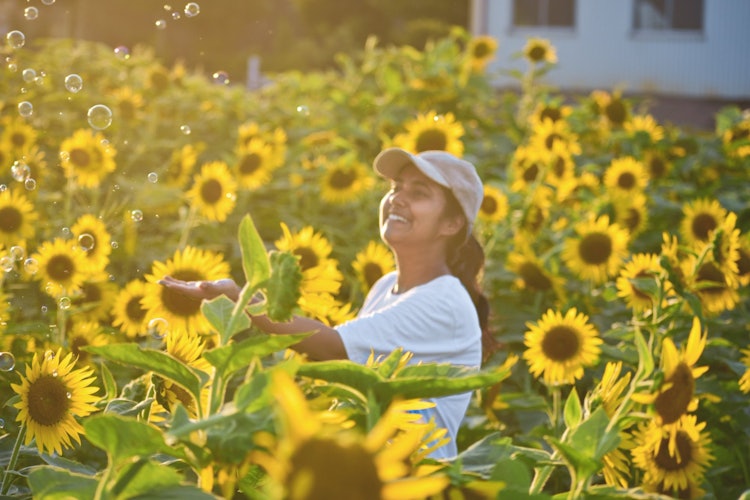 [相片1]向日葵是夏天的象征。它也象征着坚定不移的信念和对光的不断定位。日本各地有几个向日葵节，这是从埼玉县的熊谷开始的。