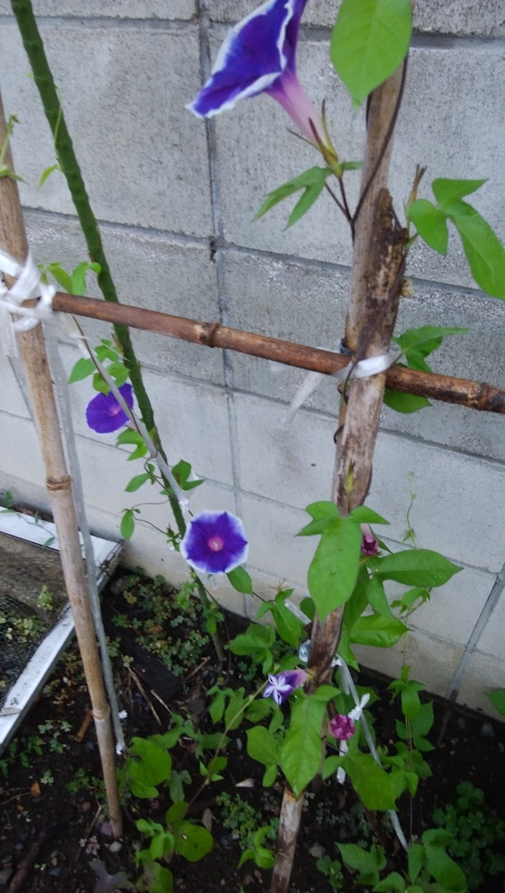 [Image1]My morning glory is blooming beautifully. Cute, isn't it?