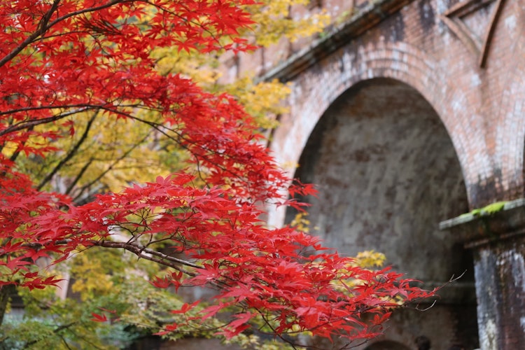 [相片1]我拍了一張秋葉的照片，背景是南禪寺的穗姬亭。這裡非常漂亮，是一個絕佳的觀景點。