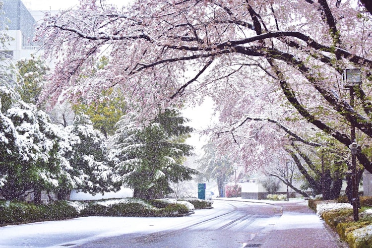 [Image1]Cherry blossom with snow. It was an amazing experience to see snow along with cherry blossom.