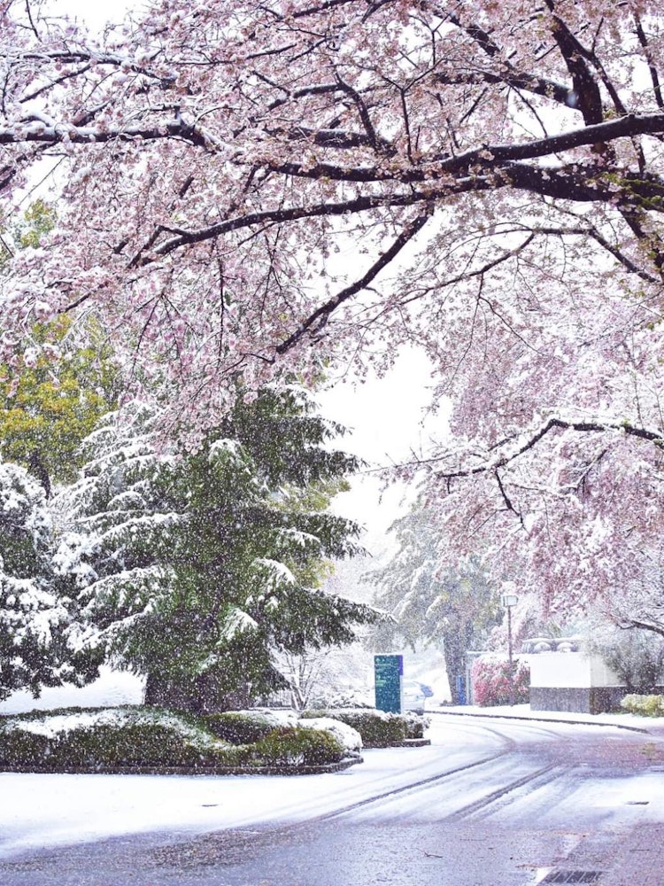 [画像1]雪と桜。桜と一緒に雪を見るのは素晴らしい経験でした。