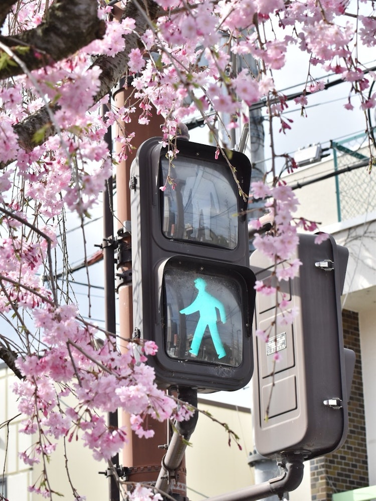 [画像1]琵琶湖疏水付近の交差点にて桜が信号の周りを囲うように咲いていたので額縁感覚で撮影してみました。
