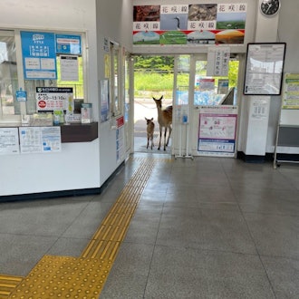[Image2]This is in front of Akkeshi Station, but Yezo sika deer walk every day like this.Tourists are please