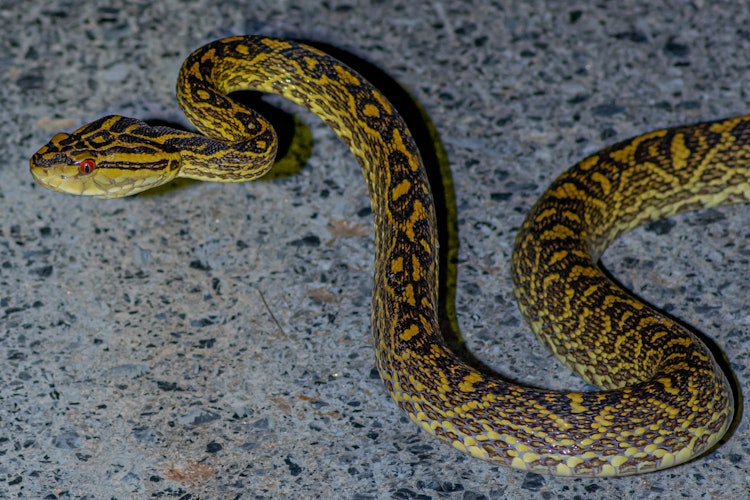 [相片1]沖繩島上有一條叫羽生的蛇。 它有毒，自古以來就讓人恐懼，是森林的守護神。美軍沖繩叢林作戰訓練中心（JWTC）的單位標誌是世界上唯一的樞紐圖案。近年來，人們擔心外來物種會失去棲息地。事實上，哈布布在拍攝