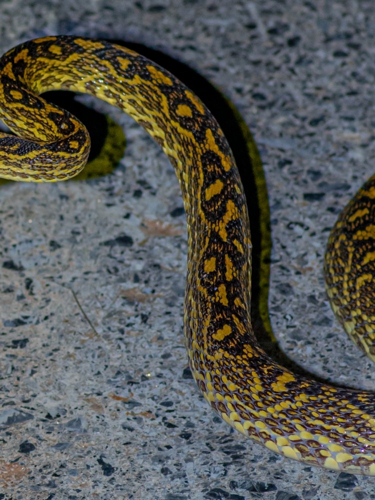 [相片1]沖繩島上有一條叫羽生的蛇。 它有毒，自古以來就讓人恐懼，是森林的守護神。美軍沖繩叢林作戰訓練中心（JWTC）的單位標誌是世界上唯一的樞紐圖案。近年來，人們擔心外來物種會失去棲息地。事實上，哈布布在拍攝
