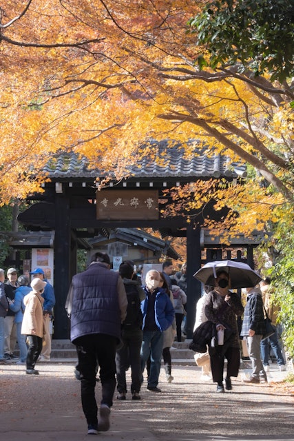 [画像1]2023.12.03 ジョジャッコ寺にて年をとっても、定期的に日本に行って葉を楽しむ心身の強さがまだあることを願っています。日本の美しさを愛する皆さんが、今、そしてこれからの美しい季節に浸れることを願