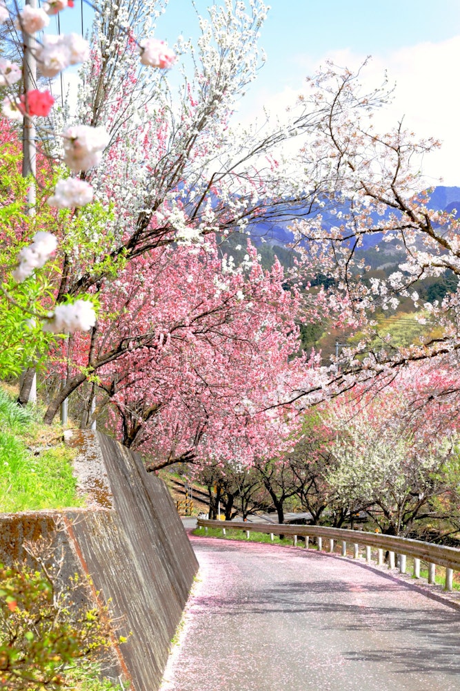 [Image1]【Spring Slope】Kobe Station in Midori City, Gunma Prefecture. When it is time to bloom, many people c