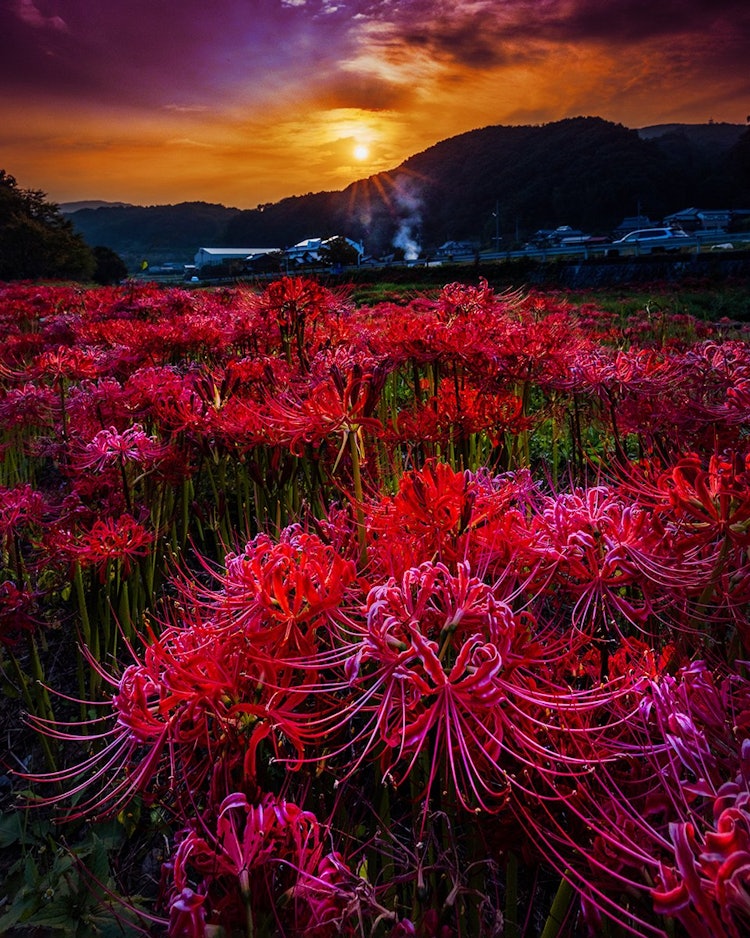 [Image1]It is a colony of red spider liliies located in the Mikawa district of Yakage Town, Okayama Prefectu