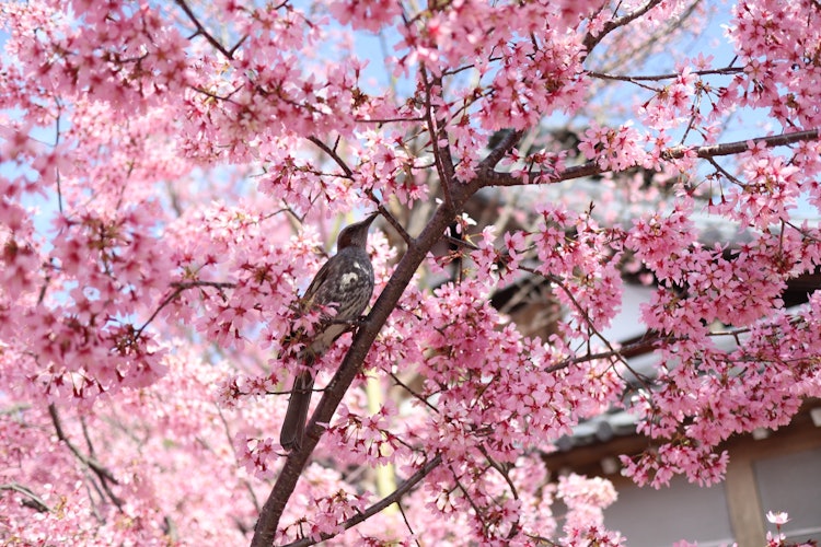 [相片1]我在長德寺拍了一張早開的櫻花的照片！然後，當我拍攝時，一隻鳥碰巧來了，我能夠拍出一張美麗的照片！佳能EOS之吻M 📷✨