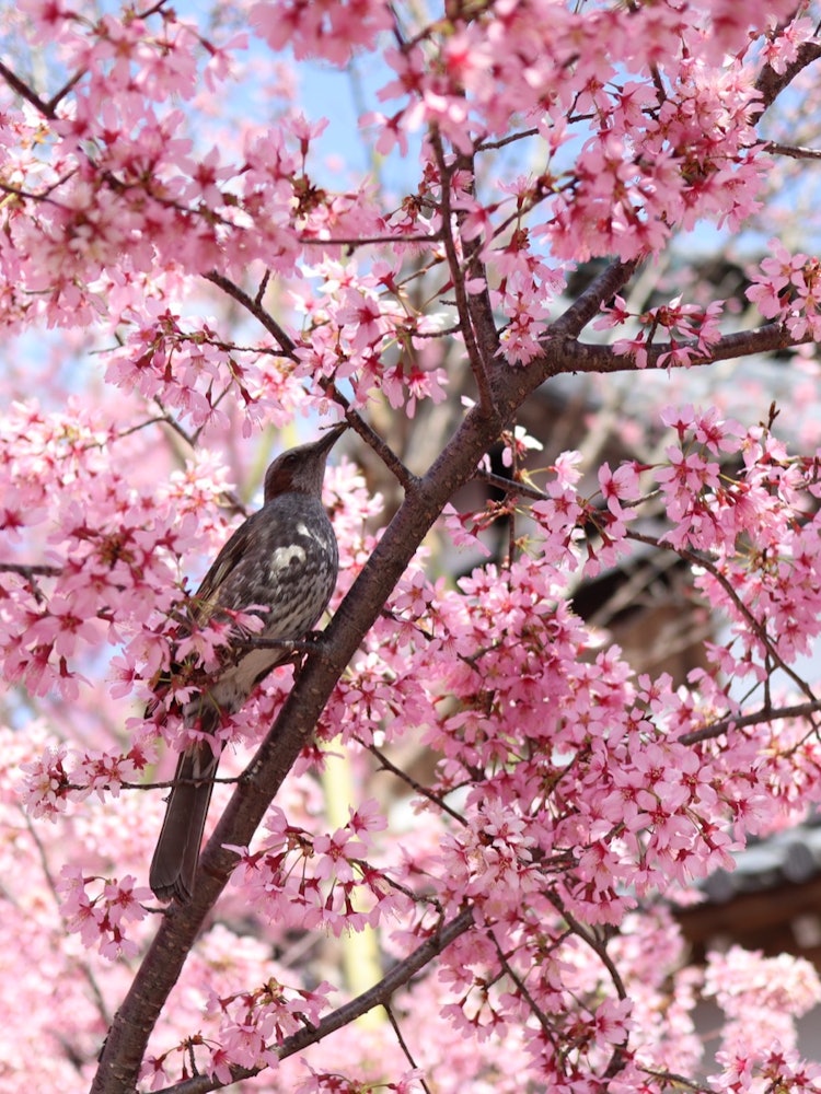 [이미지1]쵸 토쿠지 사원에서 일찍 피는 벚꽃 사진을 찍었습니다!그러다가 촬영중, 우연히 새가 와서 예쁜 사진을 찍을 수 있었습니다!캐논 EOS 키스 M 📷✨