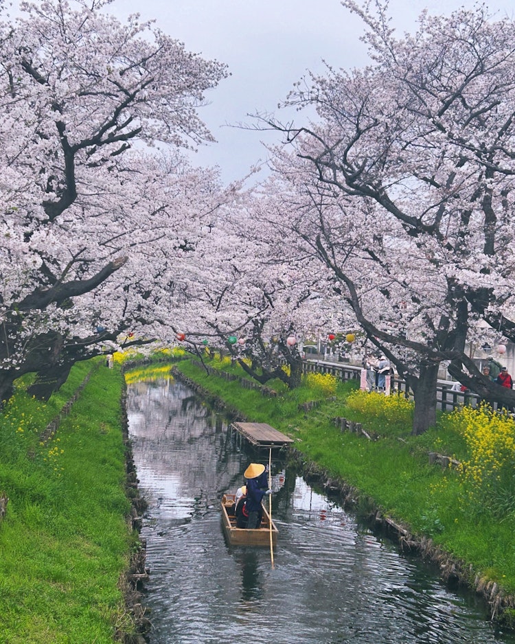 [相片1]摄于24年4月6日。川越日川神社后面的新桥河上的樱花盛开。不幸的是，天气不好，但很高兴看到乘船游览。 我很快就会回来的。