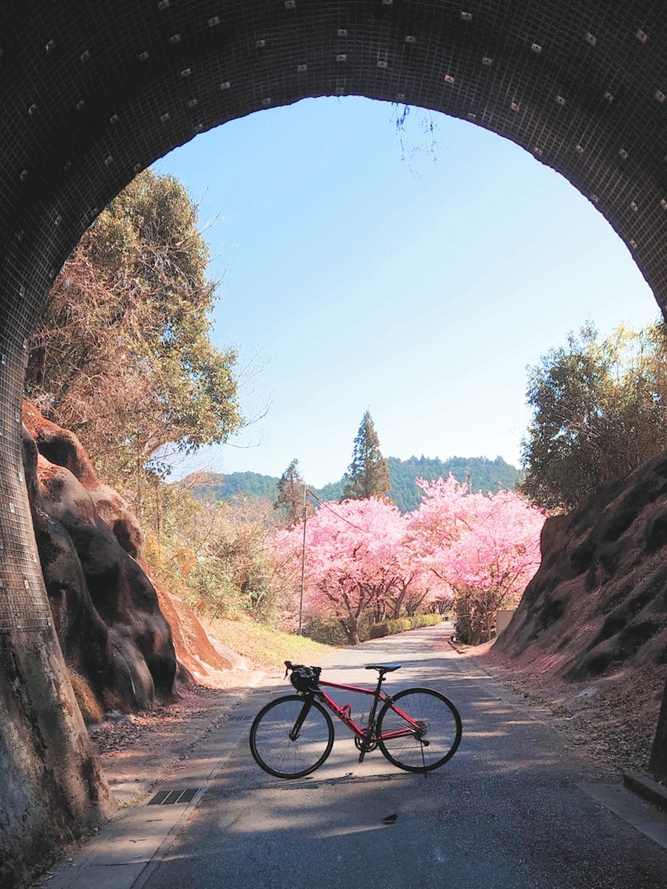 [Image1]Cycling while watching Kawazu cherry blossoms (*ˊ ̆ˋ*). ♪:*°#Spring#Cycling#Nagashino's Kawazu cherr