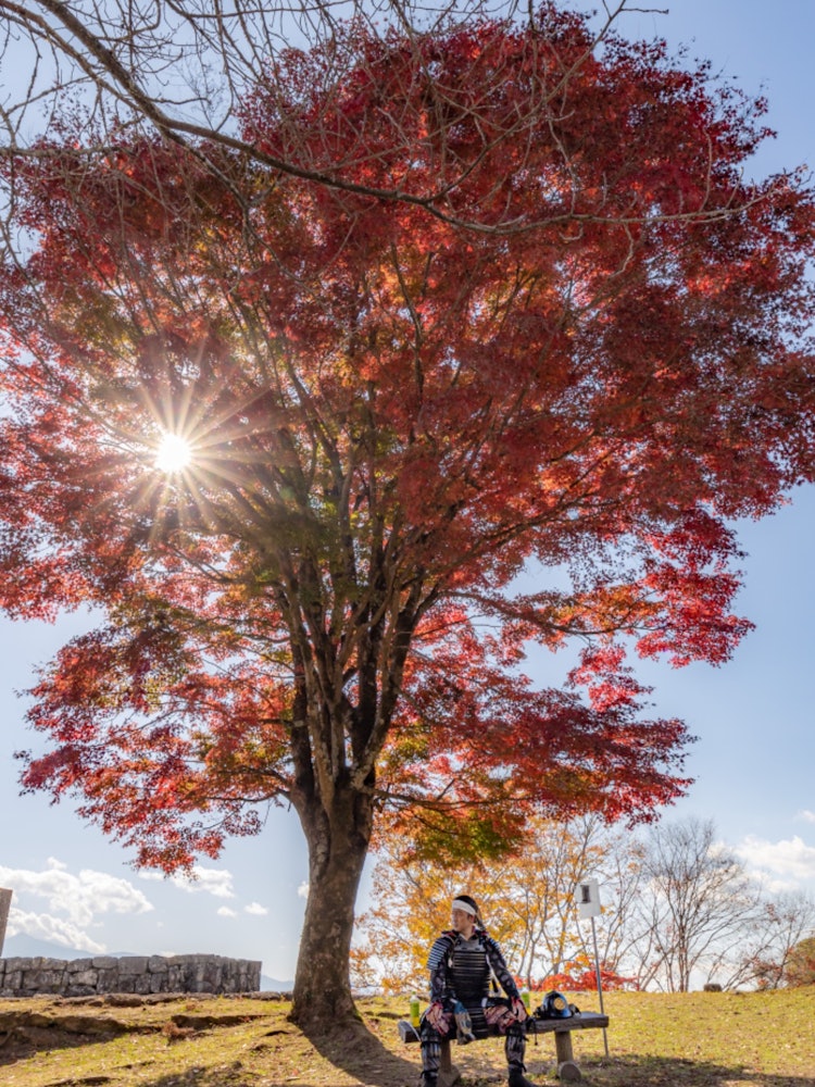 [相片1]大分縣岡條市在秋葉下休息的武士武士在盛開的紅葉下的樹蔭下喘口氣