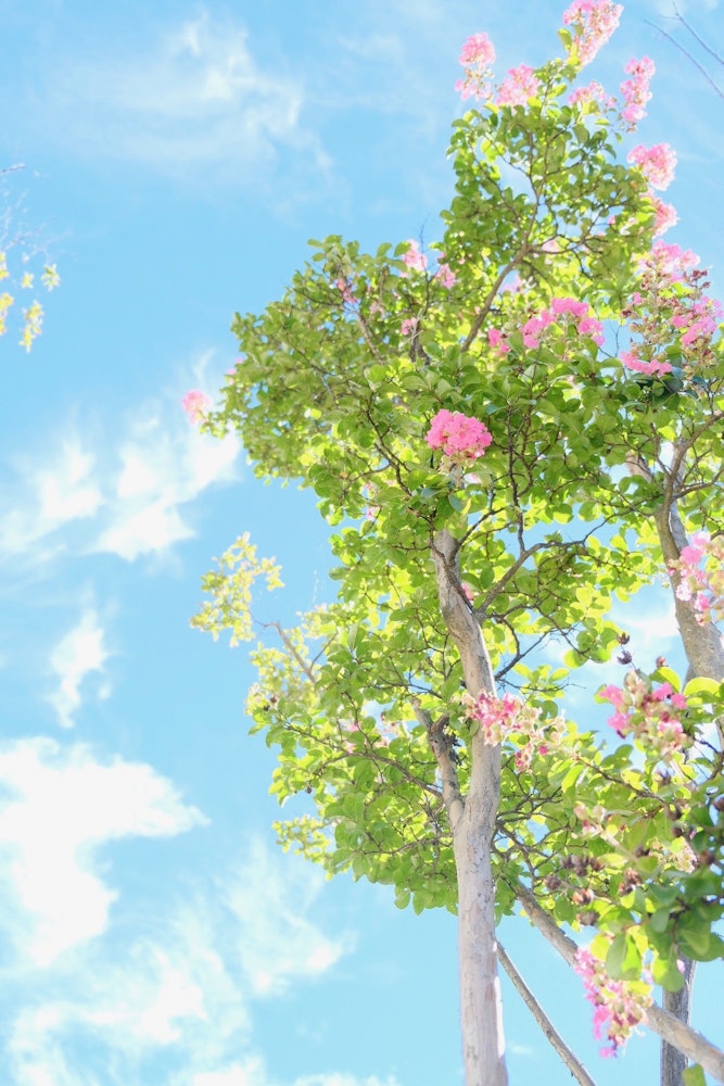 [相片1]畢竟，絏桃金娘在藍天下看起來不錯 ☀️