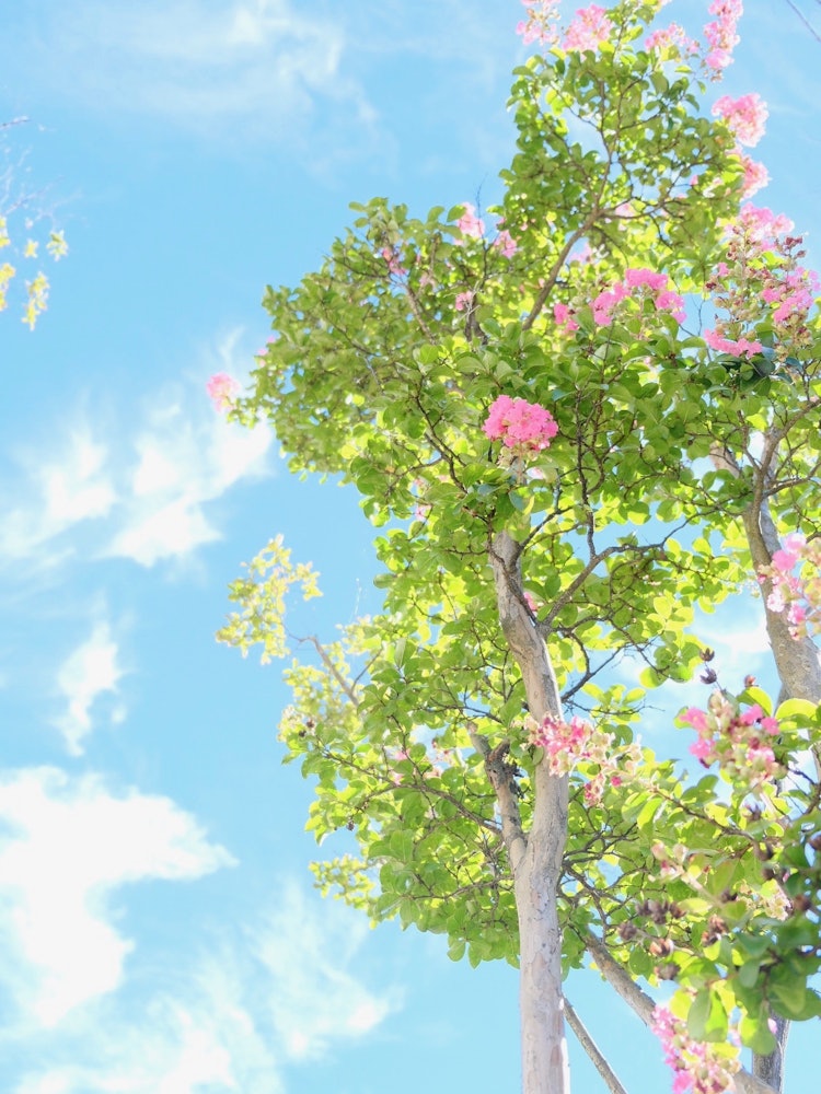 [Image1]Crepe myrtle looks good ☀️ in the blue sky after all