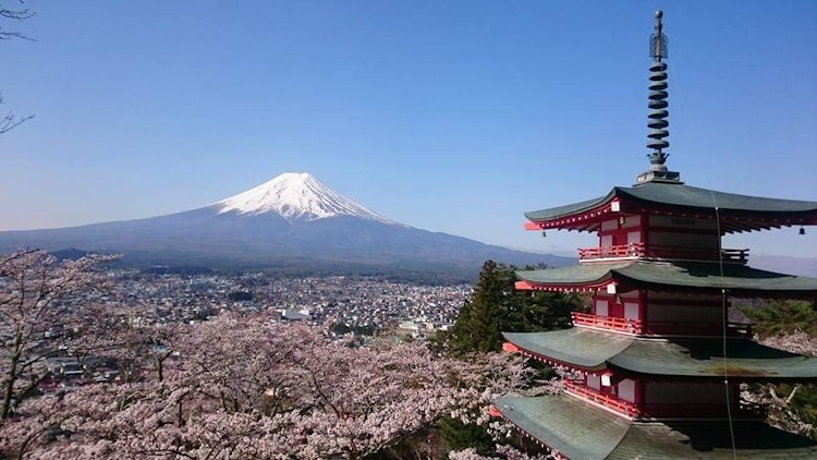 [画像1]桜＋富士山＋五重の塔がセットで観れる世界で唯一のスポット忠霊塔@富士吉田
