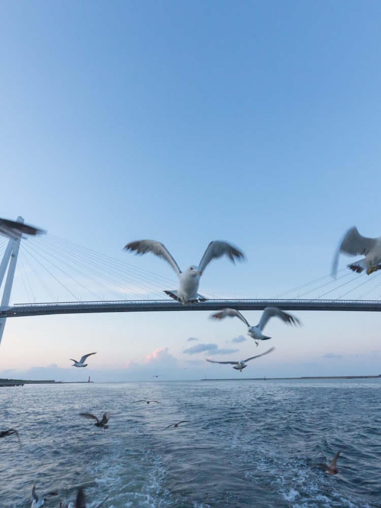 [相片1]富山县新港桥下，河童惠比森捕获了一只海鸥跟随