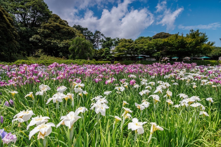 [이미지1]만개한 꽃군마현 다테바야시의 아이리스 가든진달래 오카 공원 지역에 위치하고 있습니다.2023.6.2