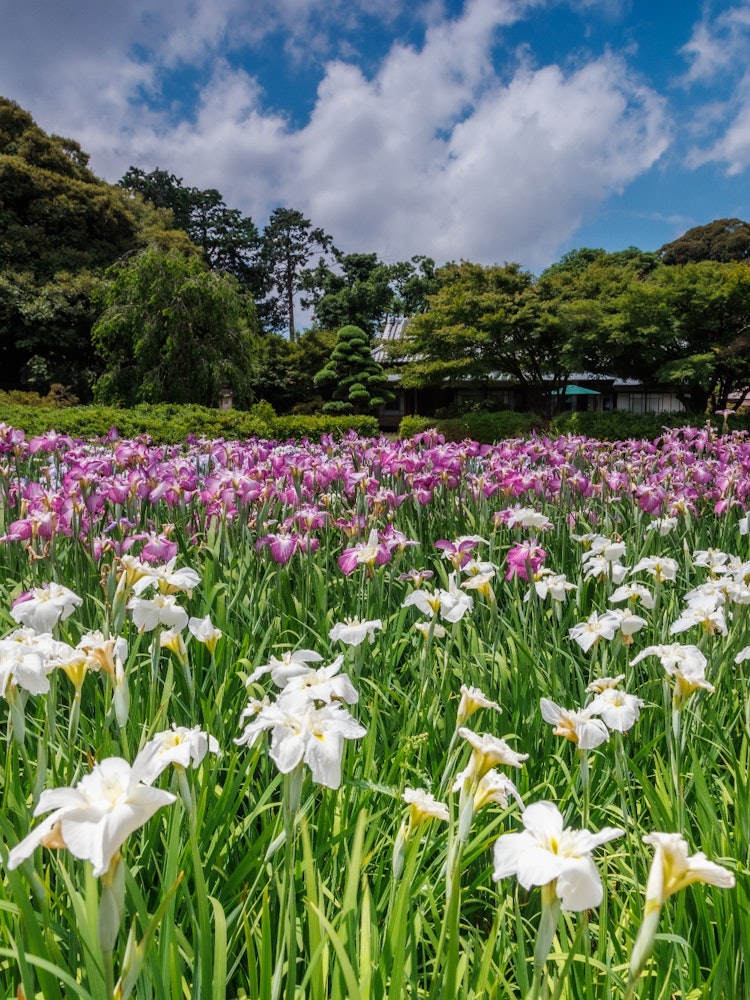 [Image1]Flowers in full bloomIris Garden in Tatebayashi City, Gunma PrefectureIt is located in the area of A