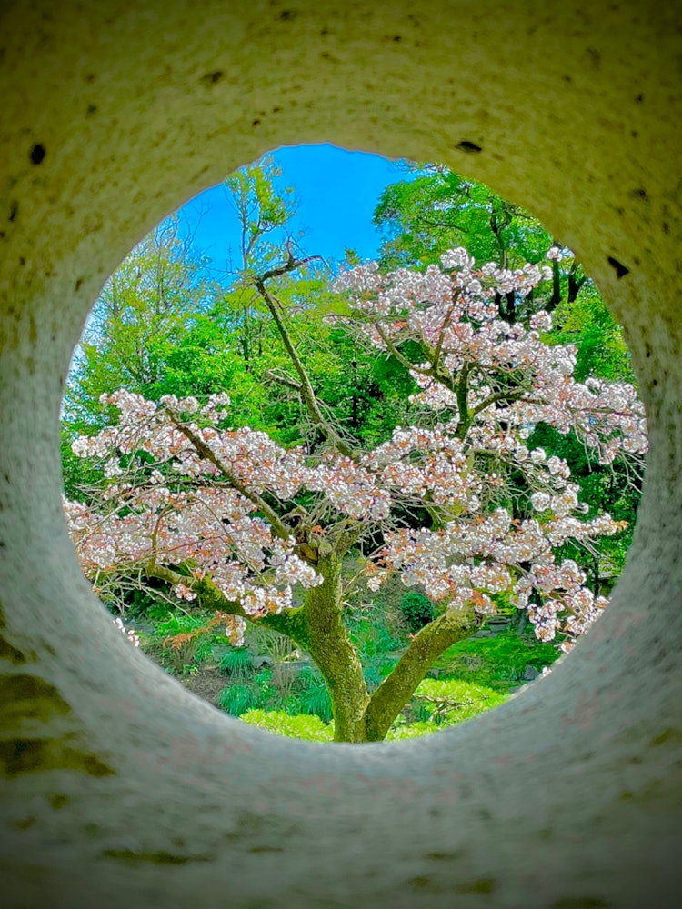 [相片1]舊島津宇治有住宅花園 🤗這是薩摩藩主島津氏于1835年建造的大名花園，😃並于2007年（平成19年）被指定為國家名勝。最重要的是，入場免費是有吸引力😆的。圖為石燈籠上的櫻花 😍