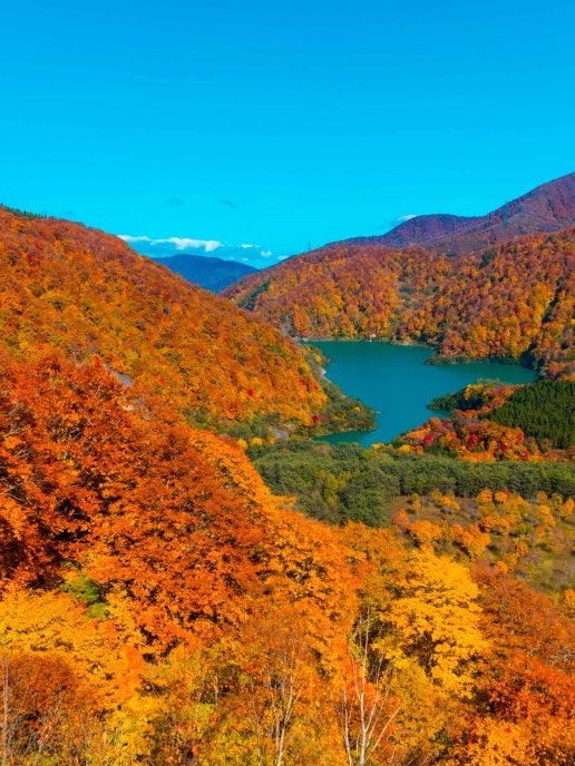 [Image1]Autumn 🍁 leaves in Naeba in Niigata PrefectureAerial walk at Naeba DragondoraYou can 😉 encounter the
