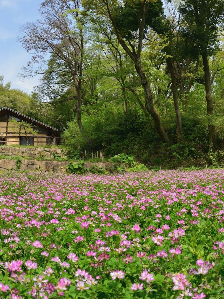 [画像1]市民の憩いの場所、里山の趣が残る公園です。 レンゲ（ゲンゲ）畑が満開となるこの時期は沢山のミツバチが飛び回っています。 いつまでも残したい日本の懐かしい風景です。