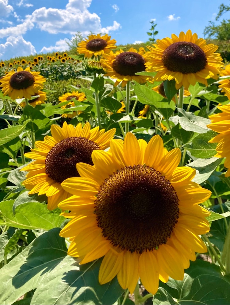 [Image1]To find summer.At the Prefectural Umami Hills Park in Nara.The sunflower shines dazzlingly in the su