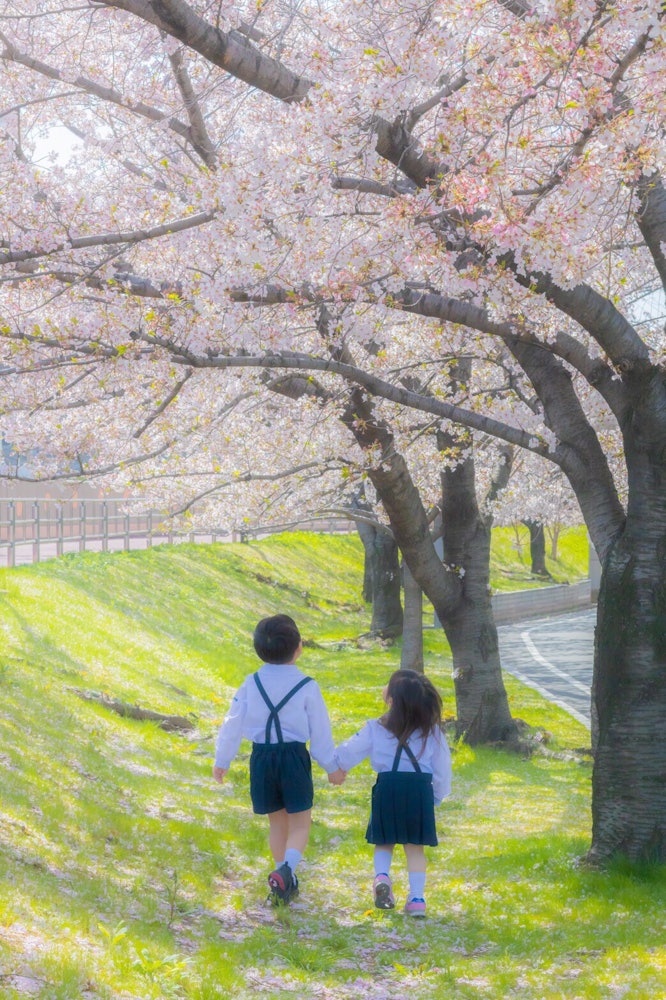 [이미지1]일본 오사카손을 잡고 있는 두 사람벚꽃 터널을 산책하자