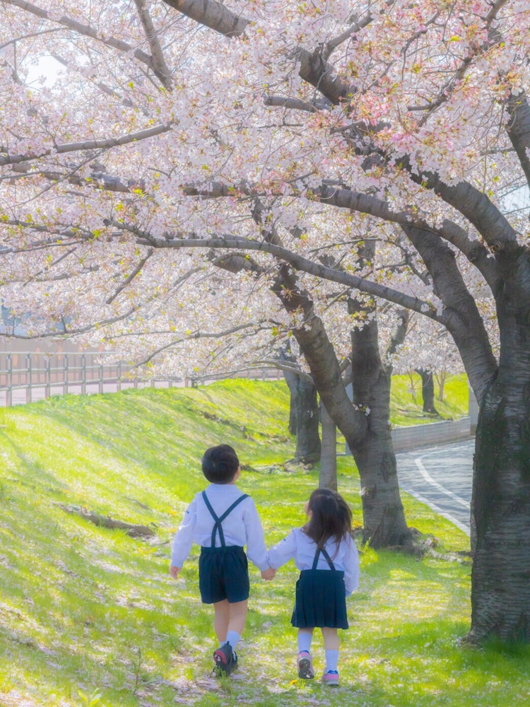 [相片1]大阪， 日本两个人手牵手让我们在樱花隧道中散步