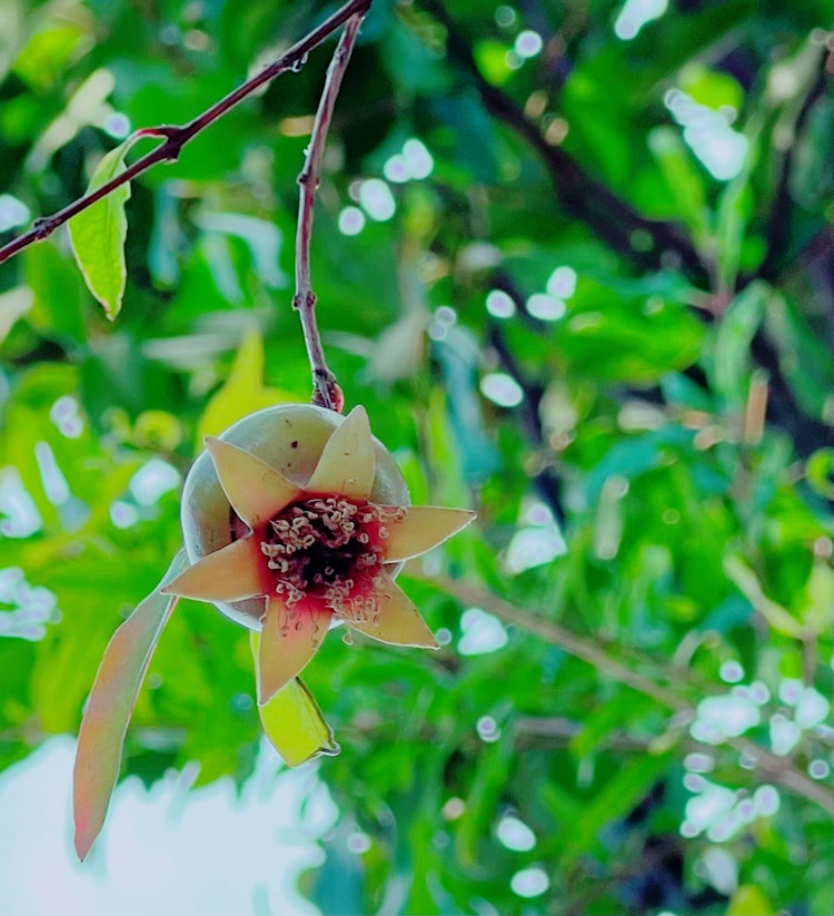 [이미지1]할머니 댁 정원에 심고 있던 석류 열매가 석류가 되어 버렸기 때문에 카메라에 담았습니다.