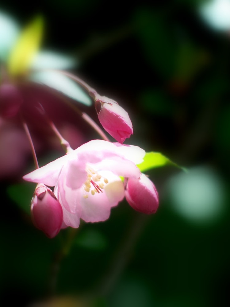 [相片1]花园里的花开棠盛开，仿佛在追逐染井吉野