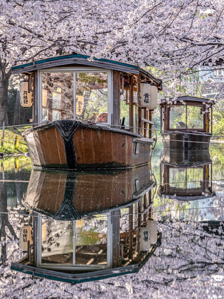 [이미지1]교토 후시미에 있는 후시미 텐 스톤 보트입니다.봄에는 이곳이 벚꽃으로 가득합니다 🌸