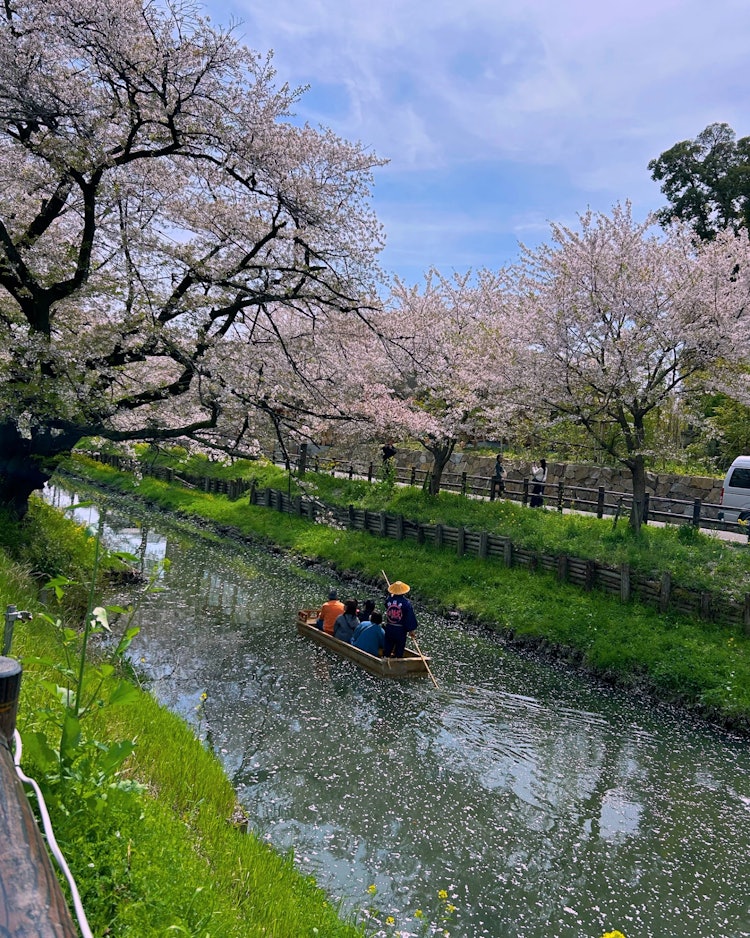[이미지1]4/11/24 촬영.가와고에 히카와 신사 뒤편에는 신가시 강의 명예 벚꽃입니다.