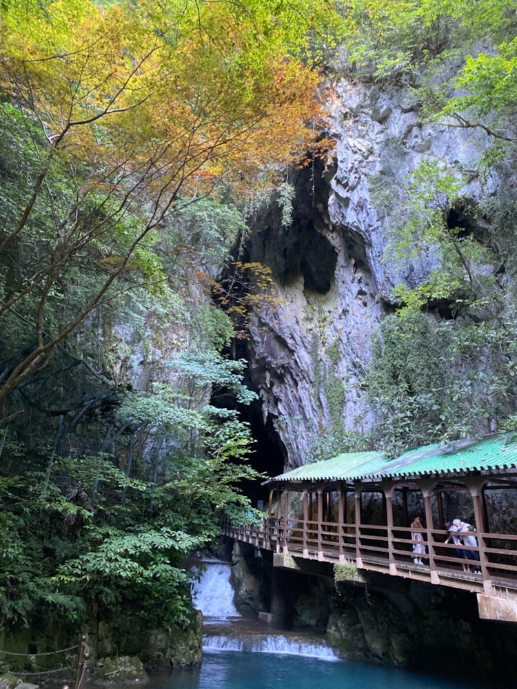 [相片1]📍 秋吉洞， 宮， 山口※可以感受大自然的西日本最大的石灰岩洞穴⊿ 地理位置日本最大的石灰岩洞穴之一“秋吉堂”在秋吉台國定公園的南麓，地下100米處開放。 穿過一片雪松樹林，涼爽的空氣接觸到皮膚，您將