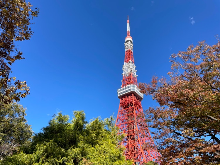[相片1]從芝公園看到的中秋天空下的東京塔！紅葉和東京塔的暖色調與藍天的藍色形成鮮明對比，真是太美了！ 我希望全世界的人都能看到它！