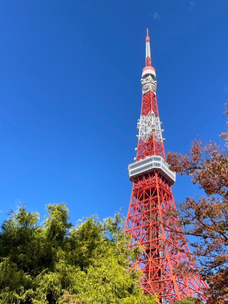 [相片1]从芝公园看到的中秋天空下的东京塔！红叶和东京塔的暖色调与蓝天的蓝色形成鲜明对比，真是太美了！ 我希望全世界的人都能看到它！