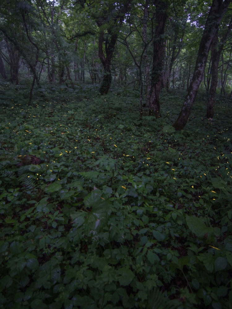 [Image1]This is a photo of the glowworm of Mt. Orizume in Iwate Prefecture. When photographing fireflies, th
