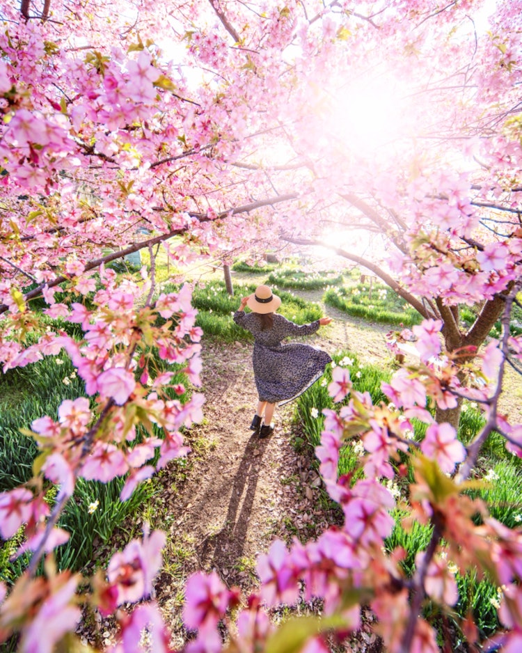[이미지1]히로시마 후쿠야마 야부 동백나무와 수선화 마을(히로시마의 추천 명소)#야부 카멜리아와 수선화 마을 👈 @bingolife8 가와즈 벚꽃의 틈을 통해 아침 햇살을 받은 작품 📸사다리